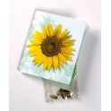 Klappkärtchen Sonne, Zwergsonnenblumen-Samen, 1-4-farbig Digitaldruck inklusive