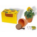 Tontöpfchen Sonne, Zwergsonnenblume, 1-4-farbig Digitaldruck inklusive