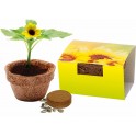 Kokos-Topf klein, Bio-Sonnenblume, 1-4-farbig Digitaldruck inklusive